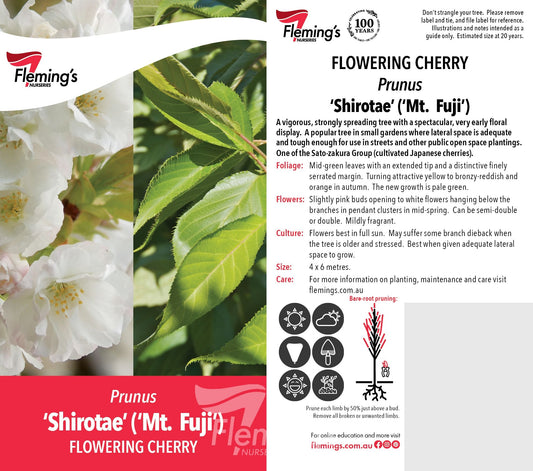 Prunus Shirotae Mt Fuji 30lt