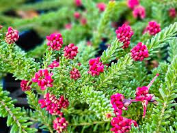 Grevillea Mt Tamboritha 140ml