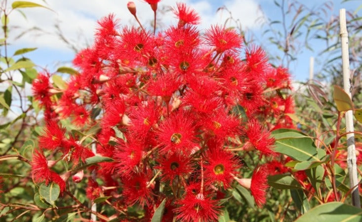 Corymbia Ficifolia Muchea Red 30lt