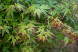Acer Palmatum Murasaki Kiyohime 50lt