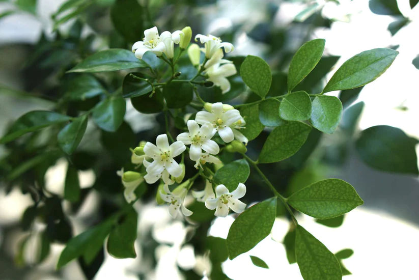 Mexican Orange Blossom 140mm