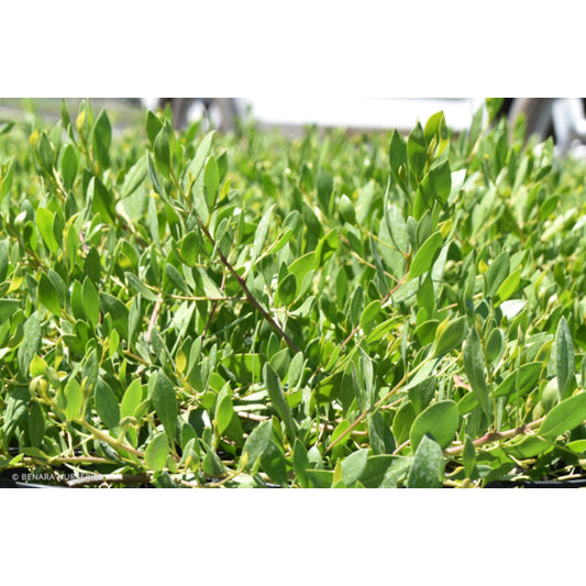 Myoporum Insulare 8lt