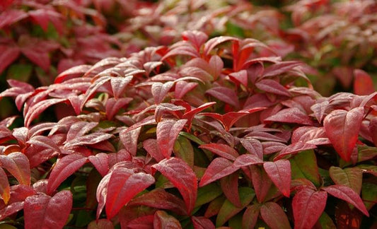 Nandina Blush 14cm