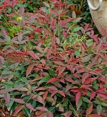 Nandina Flirt Small