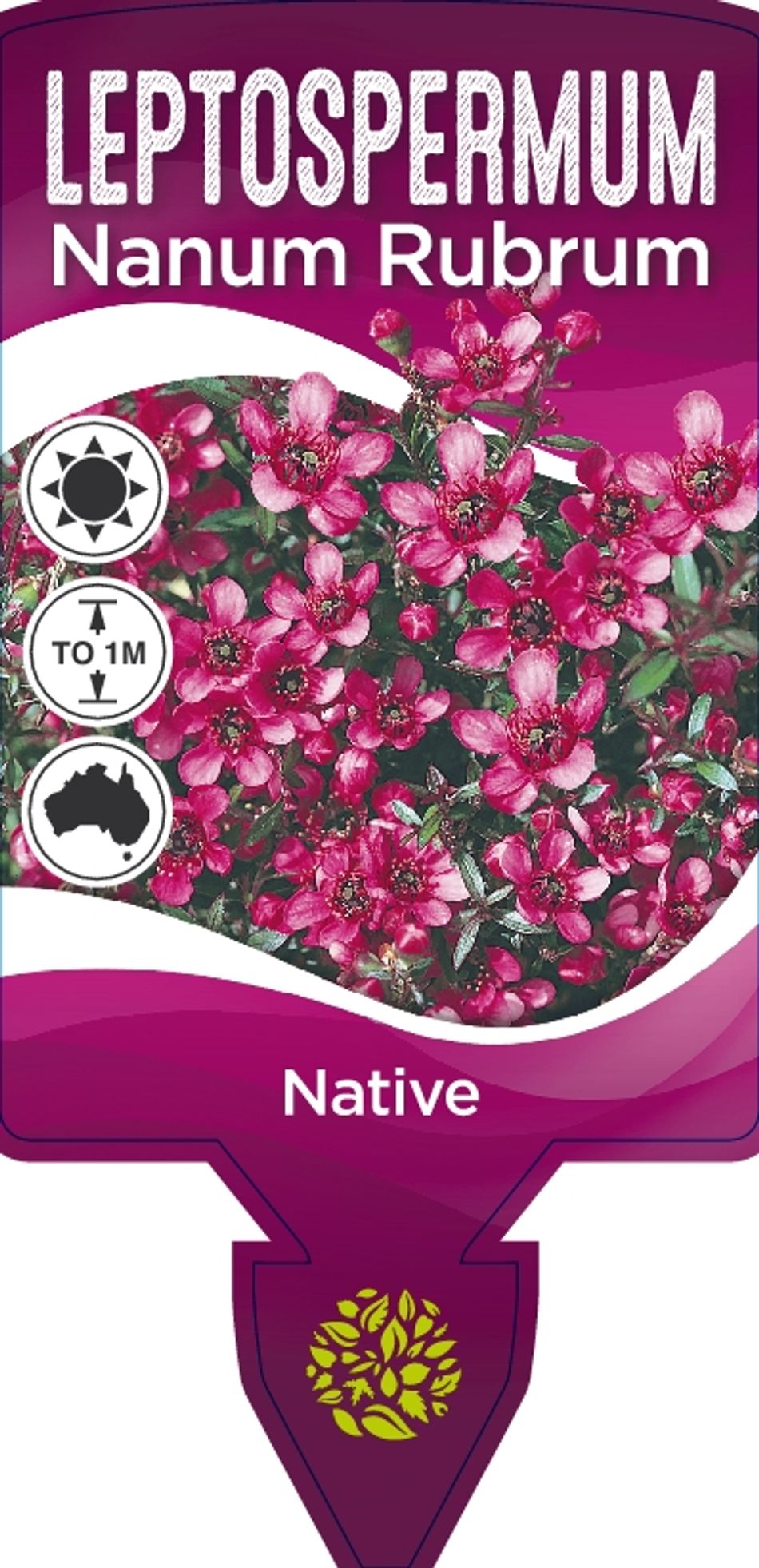 Leptospermum Scoparium Nanum Rubrum 140mm