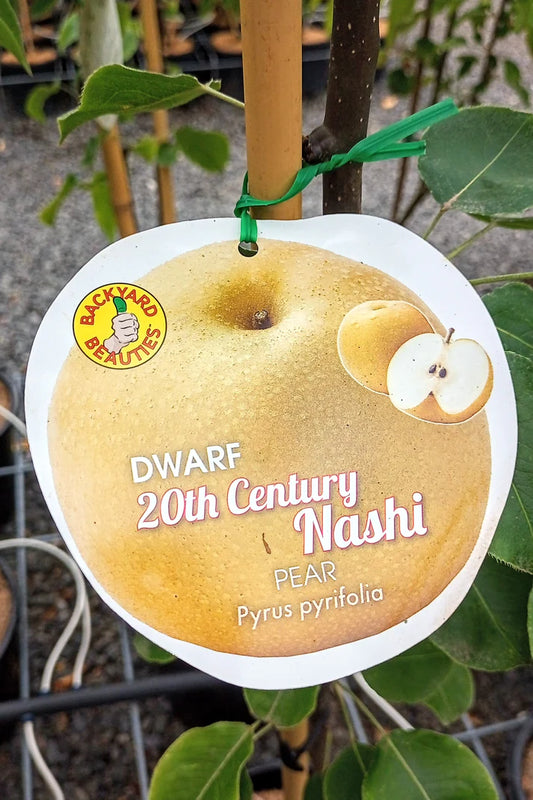 20th Century Dwarf Pear 30lt