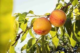 Nectarina Nectarine