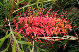 Grevillea Ned Kelly 180mm