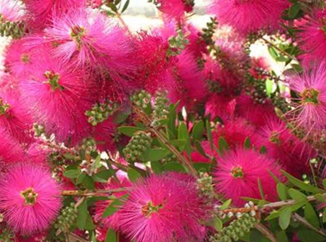 Callistemon Neon Pink 5lt