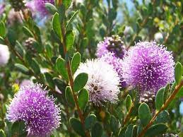 Melaleuca Nesophila 140mm