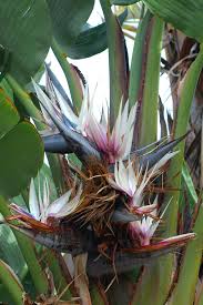 Bird Of Paradise 50lt