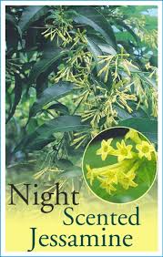 Cestrum Nocturnum 175mm