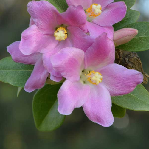 Lagunaria Patersonii 200mm