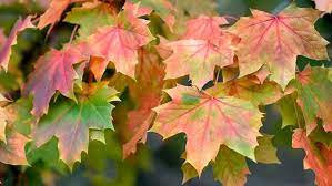 Acer Norway Maple bare root