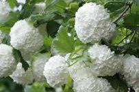 Viburnum Opulus Notcutts 20cm