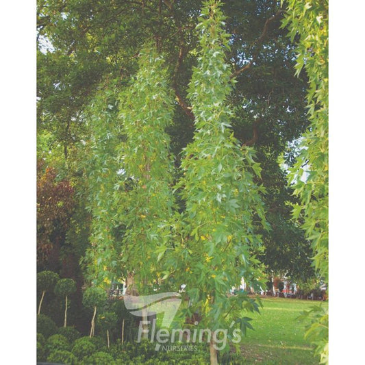 Oakville Highlight Liquidambar 50lt