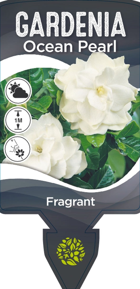 Gardenia Ocean Pearl 25cm