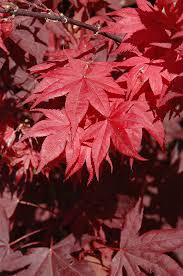 Acer Palmatum Okagami 50lt