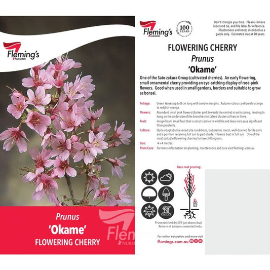 Prunus Cherry Okame bare root