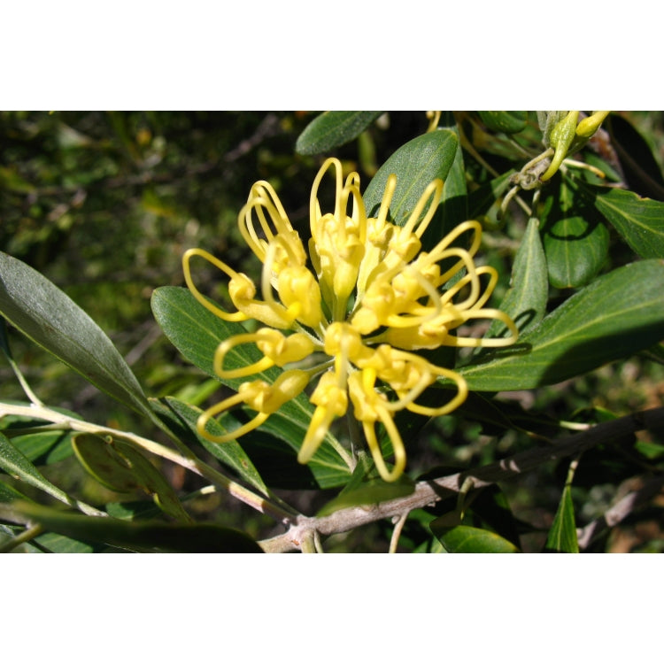 Grevillea Olivacea Yellow 140mm