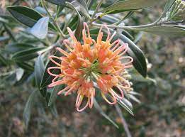 Grevillea Olivacea Apricot 180mm