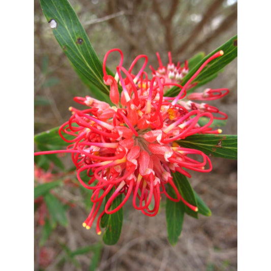 Grevillea Olivacea Red 140mm