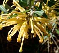 Grevillea Olivacea Yellow 250mm