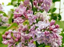 Syringa Oliver De Serres 18lt