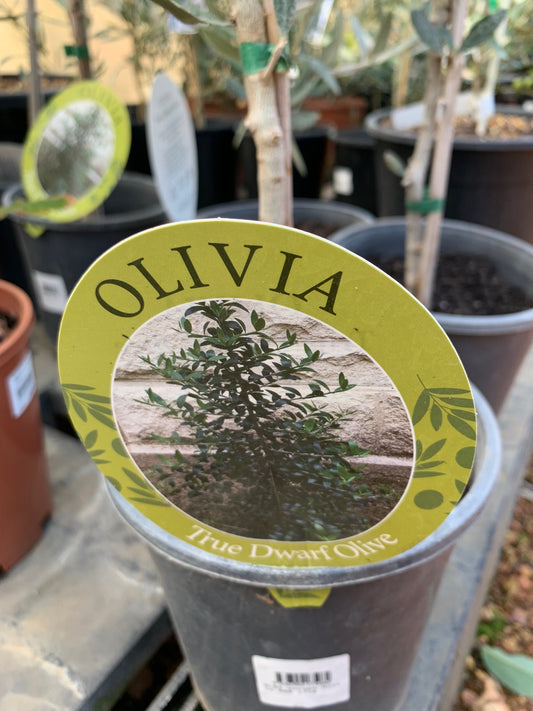 Olea Europe Olivia 8lt