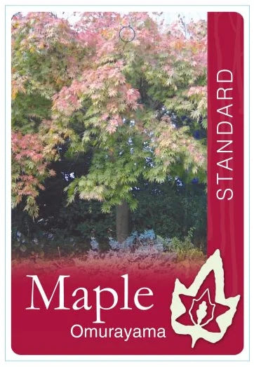 Acer Palmatum Omurayama Std Maple bare root