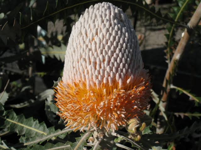Banksia Prionotes 140mm