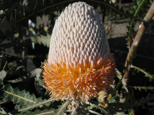 Banksia Prionotes 140mm