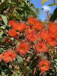 Corymbia Beeliar Orange 50lt