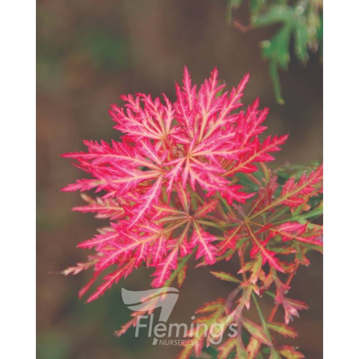 Acer palmatum Dissectum Orangeola bare root