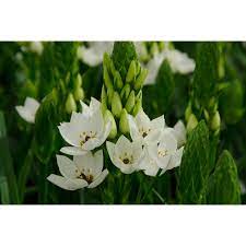 Ornithogalum Snowflake 14cm