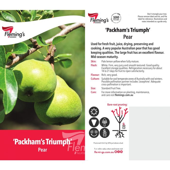 Packham's Triumph Pear bare root