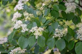 Sornus Alternifolia Pagoda Dogwood 12lt