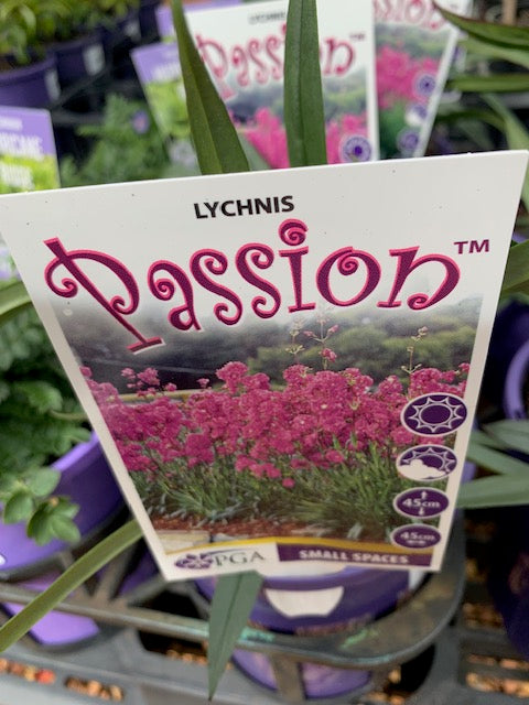Lychnis Passion 140mm