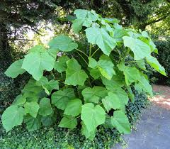 Paulownia