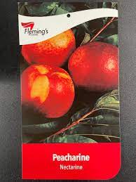 Peacharine bare root