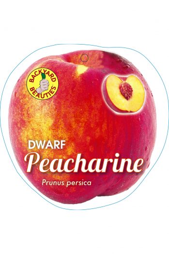 Peacharine 50lt