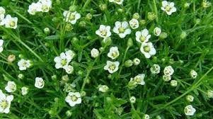 Sagina Subulata Pearlwort 140mm