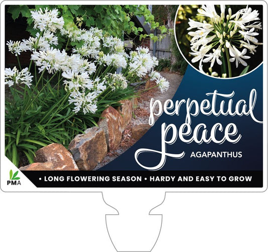 Agapanthus Perpetual Peace