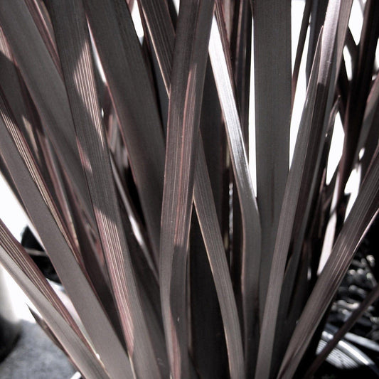Phormium Plattts Black 5lt