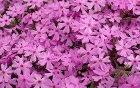 Phlox Subulata Rosea 200mm