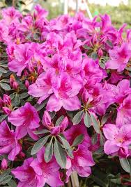Azalea Phoenicia 25cm