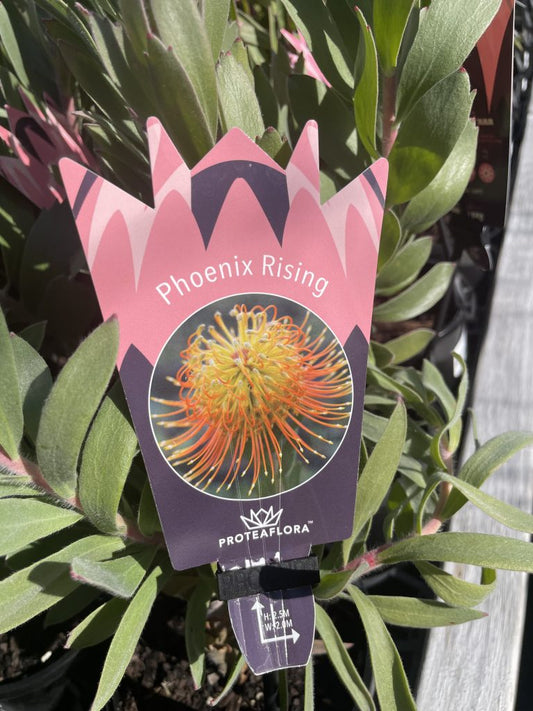 Leucospermum Phoenix Rising 140mm