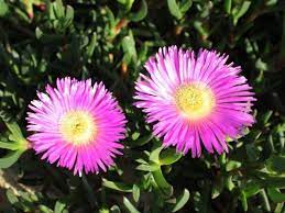 Carpobrotus Aussie Rambler