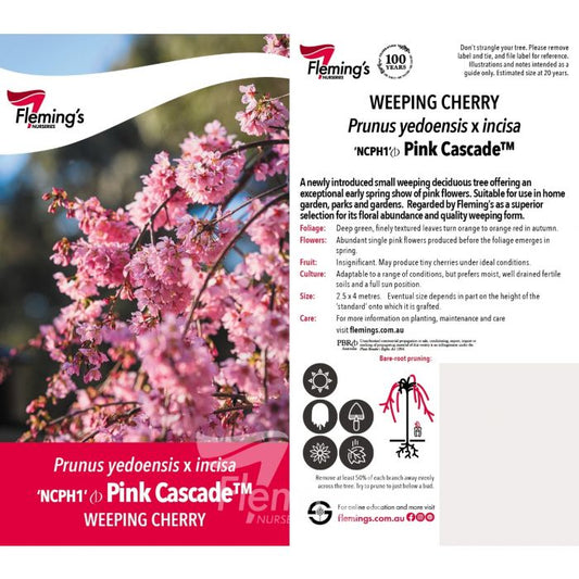 Prunus Pink Cascade Weeping Cherry bare root