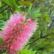 Callistemon Pink Champayne 140mm